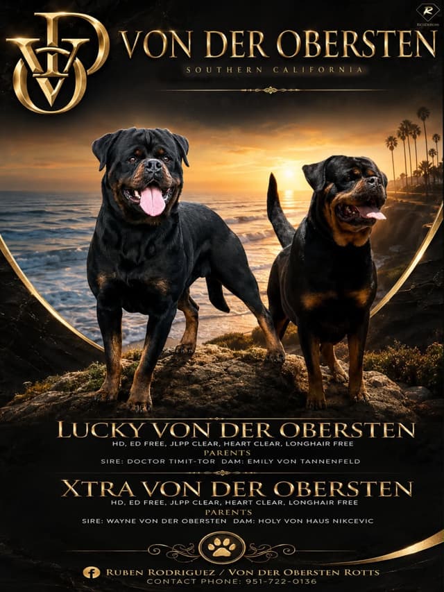 Rottweiler Puppies media 5