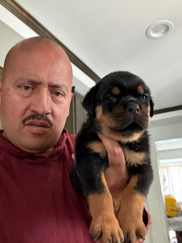 Rottweiler Puppies media 4