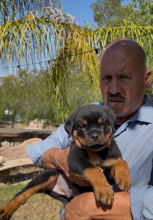 Rottweiler Puppies media 6