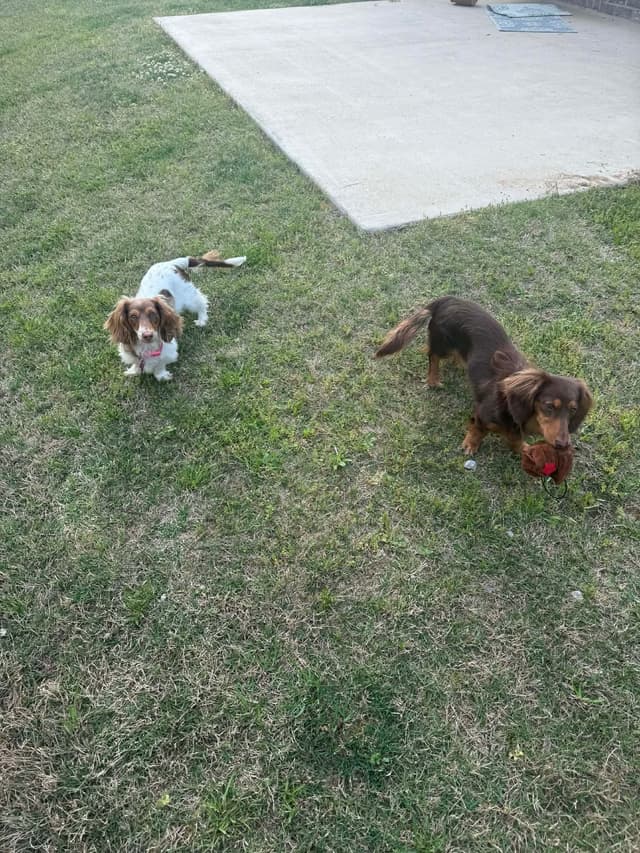 Miniature Dachshund Puppies Long Haired media 4