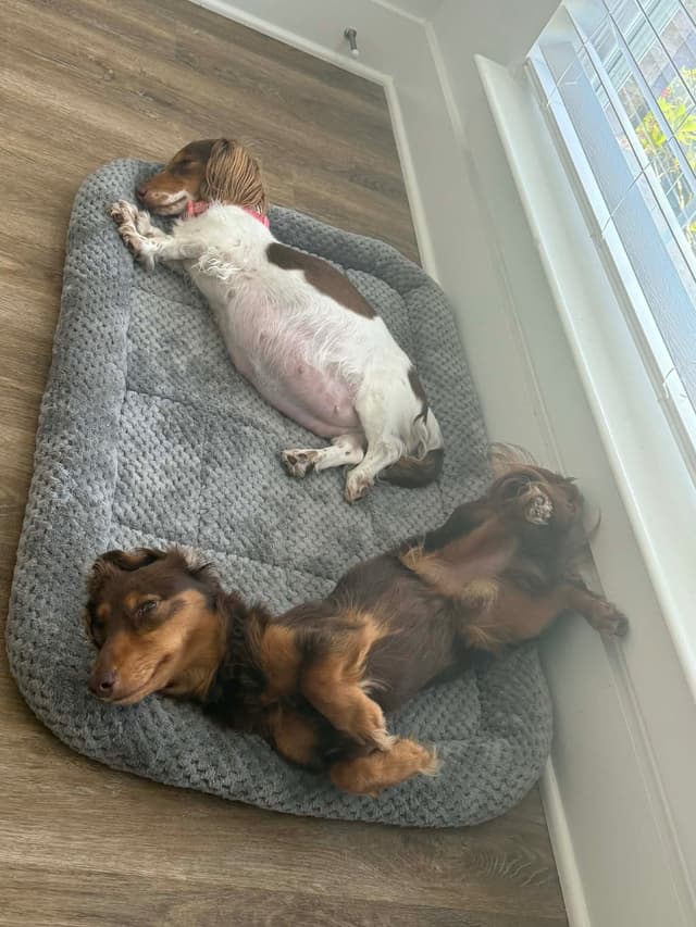 Miniature Dachshund Puppies Long Haired media 3