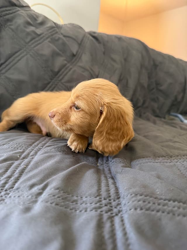 Miniature Dachshund Puppies Long Haired media 2