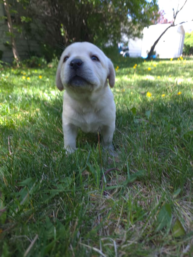 Labrador Retriever Puppies (english) media 2