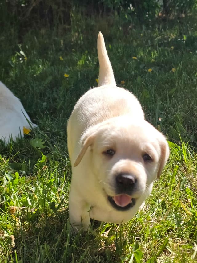 Labrador Retriever Puppies (english) media 5