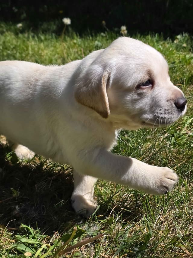 Labrador Retriever Puppies (english) media 3