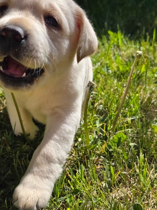 Labrador Retriever Puppies (english) media 4