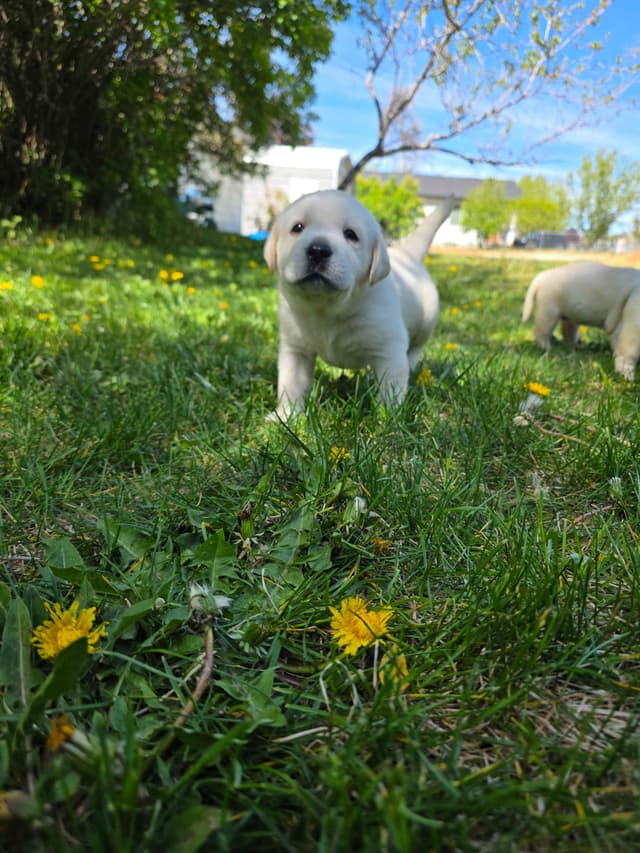 Labrador Retriever Puppies (english) media 6