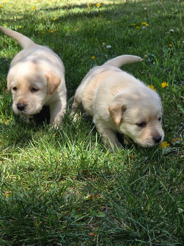 Labrador Retriever Puppies (english) media 8