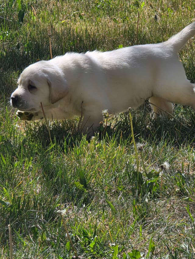 Labrador Retriever Puppies (english) media 7