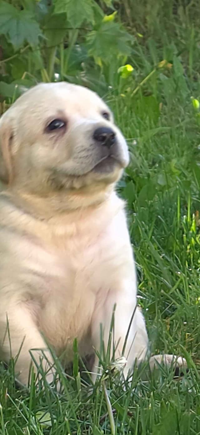 Labrador Retriever Puppies (english) media 9