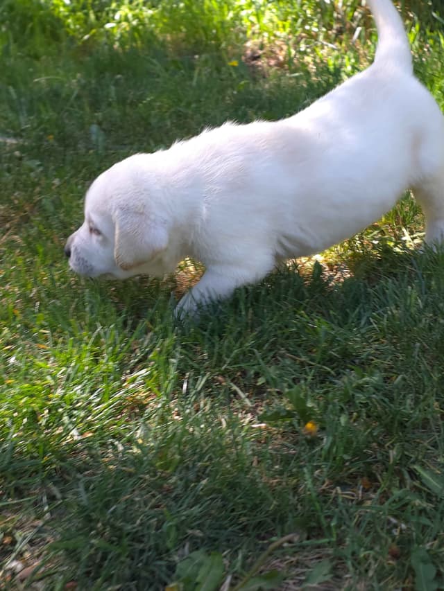 Labrador Retriever Puppies (english) media 10