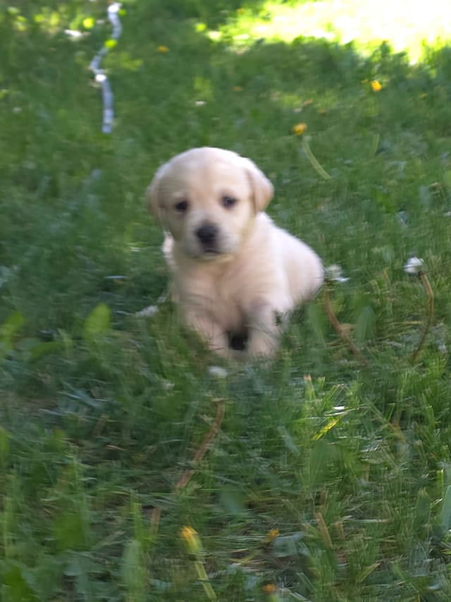 Labrador Retriever Puppies (english) media 11