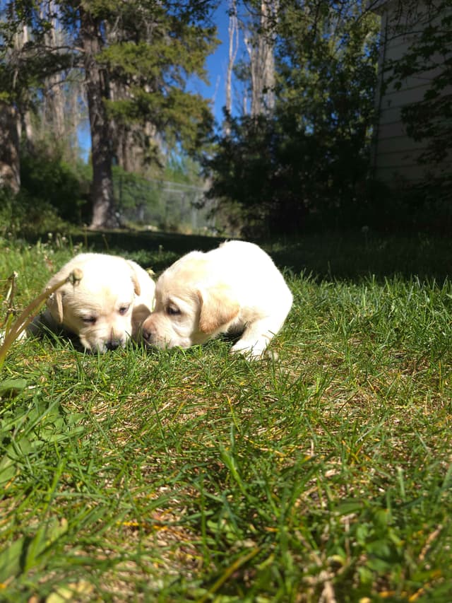 Labrador Retriever Puppies (english) media 13