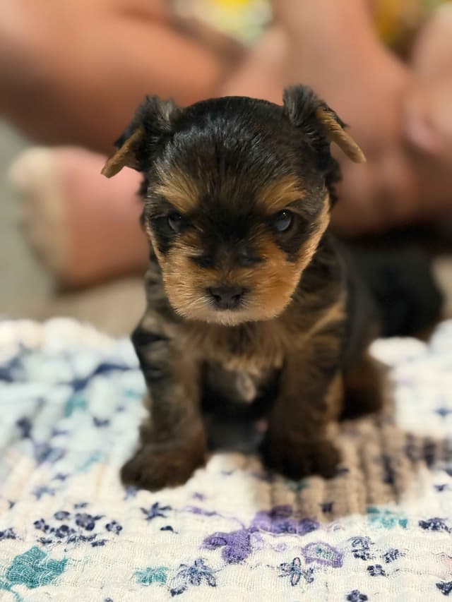 Yorkshire Terrier Puppies media 3