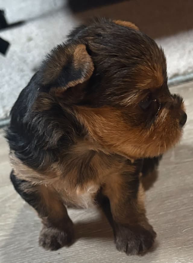 Yorkshire Terrier Puppies media 4
