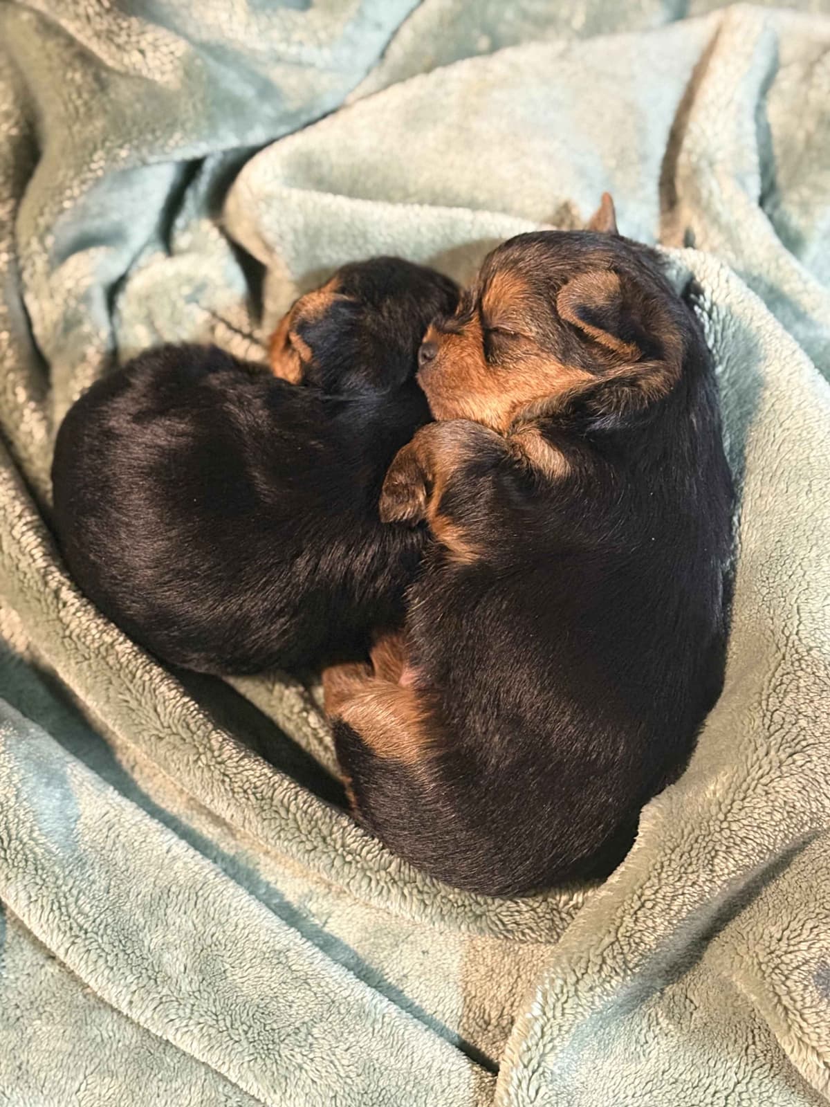 Yorkshire Terrier Puppies breeder image 1