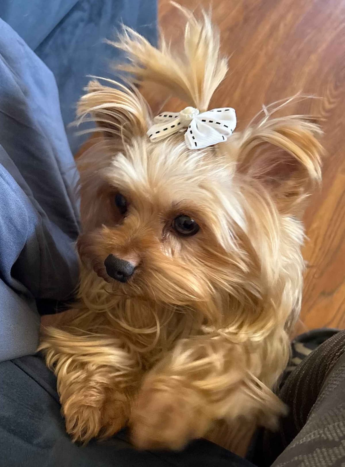 Yorkshire Terrier Puppies breeder image 3
