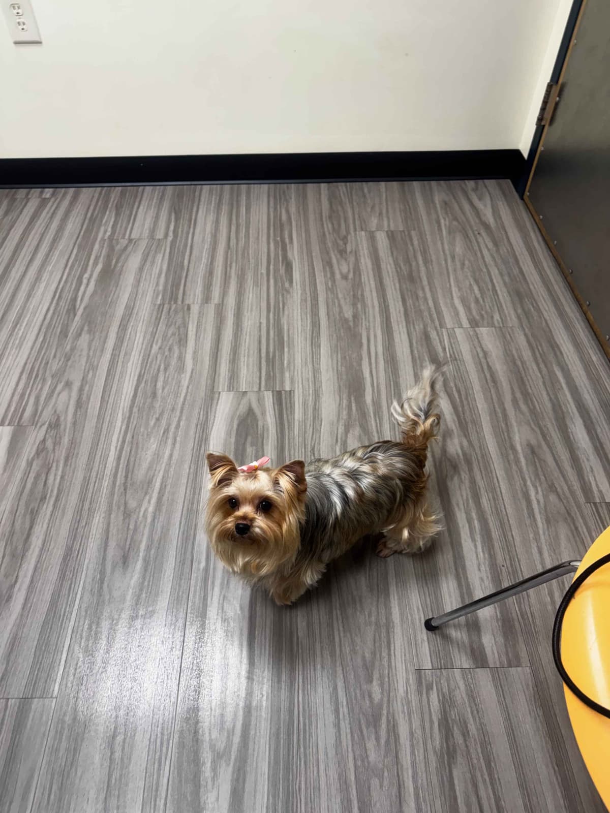 Yorkshire Terrier Puppies breeder image 4
