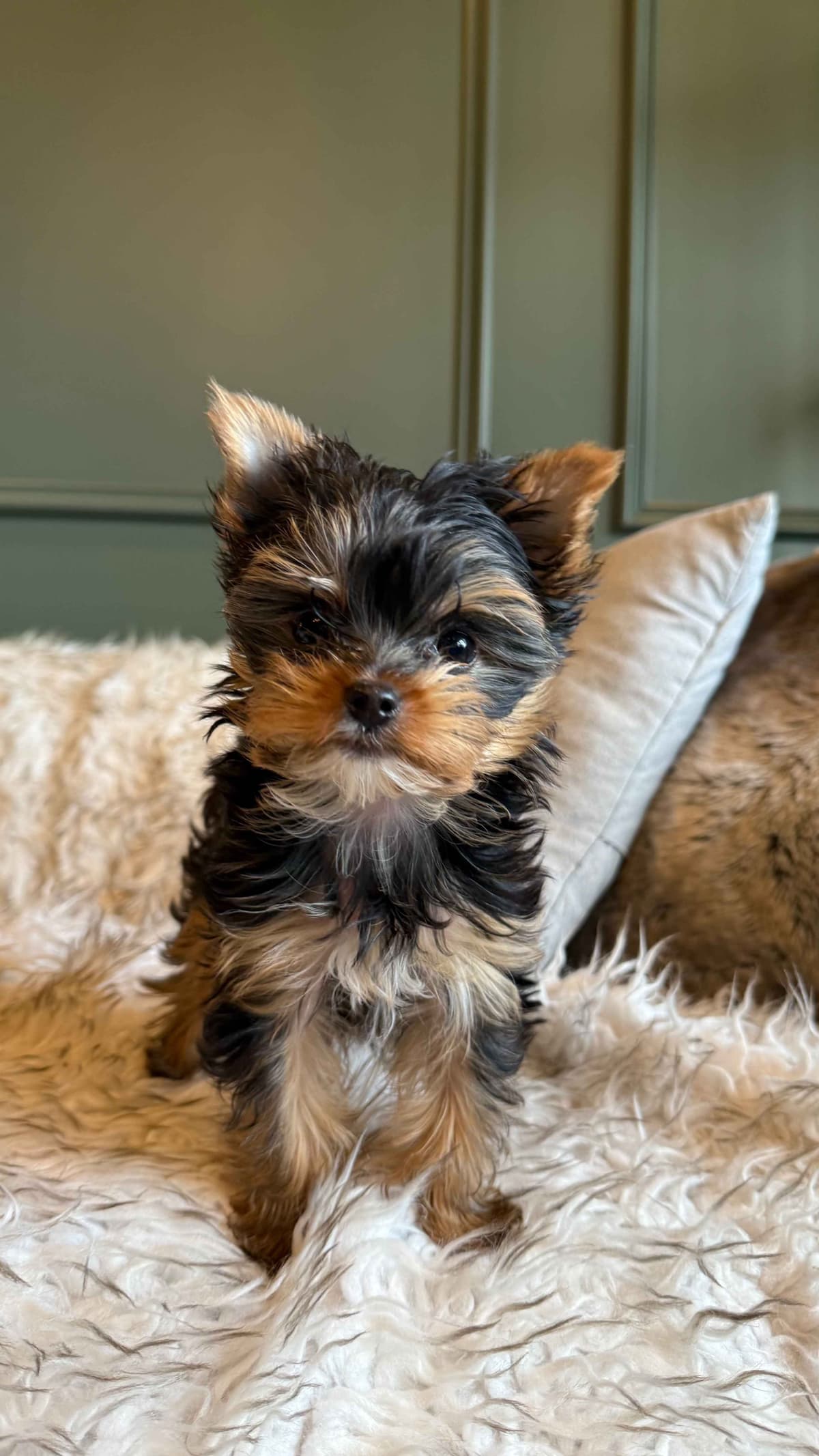 Yorkshire Terrier Puppies breeder image 5