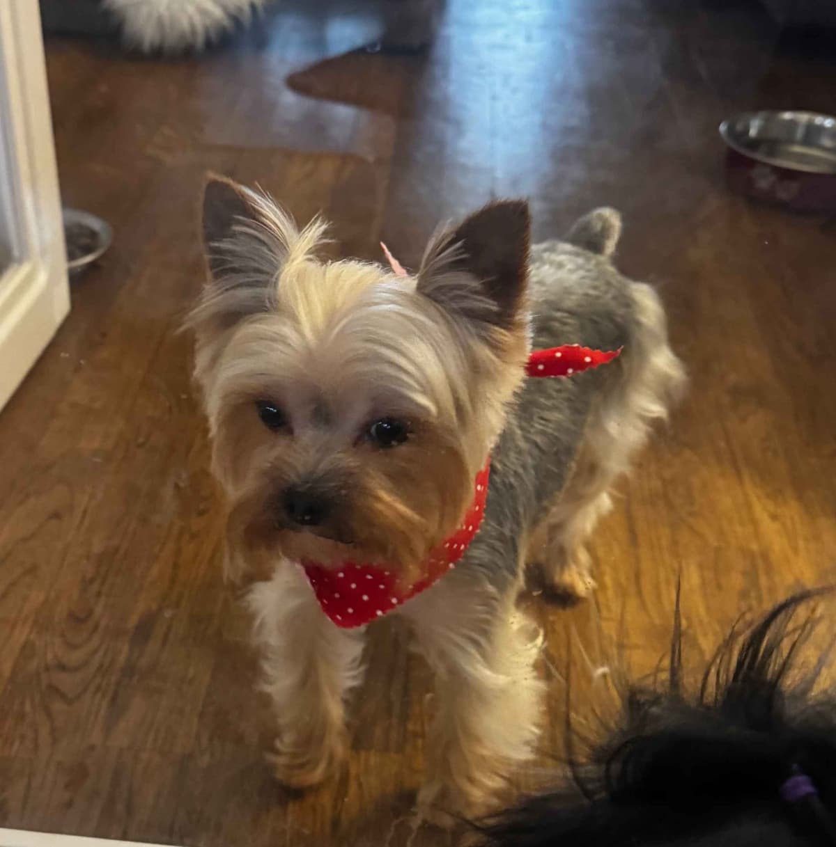 Yorkshire Terrier Puppies breeder image 6