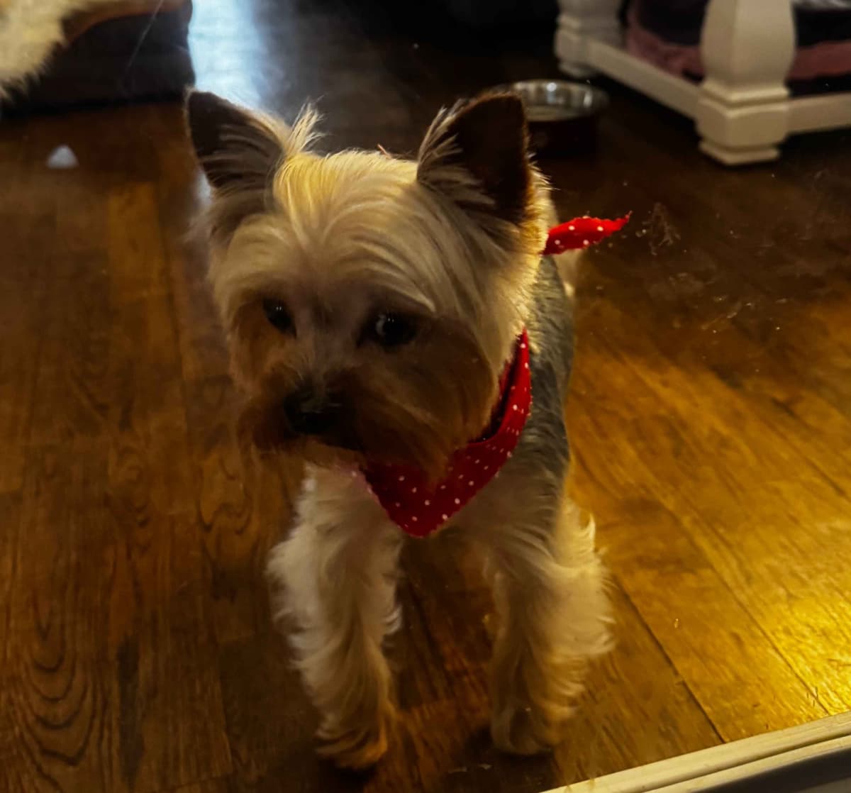 Yorkshire Terrier Puppies breeder image 7