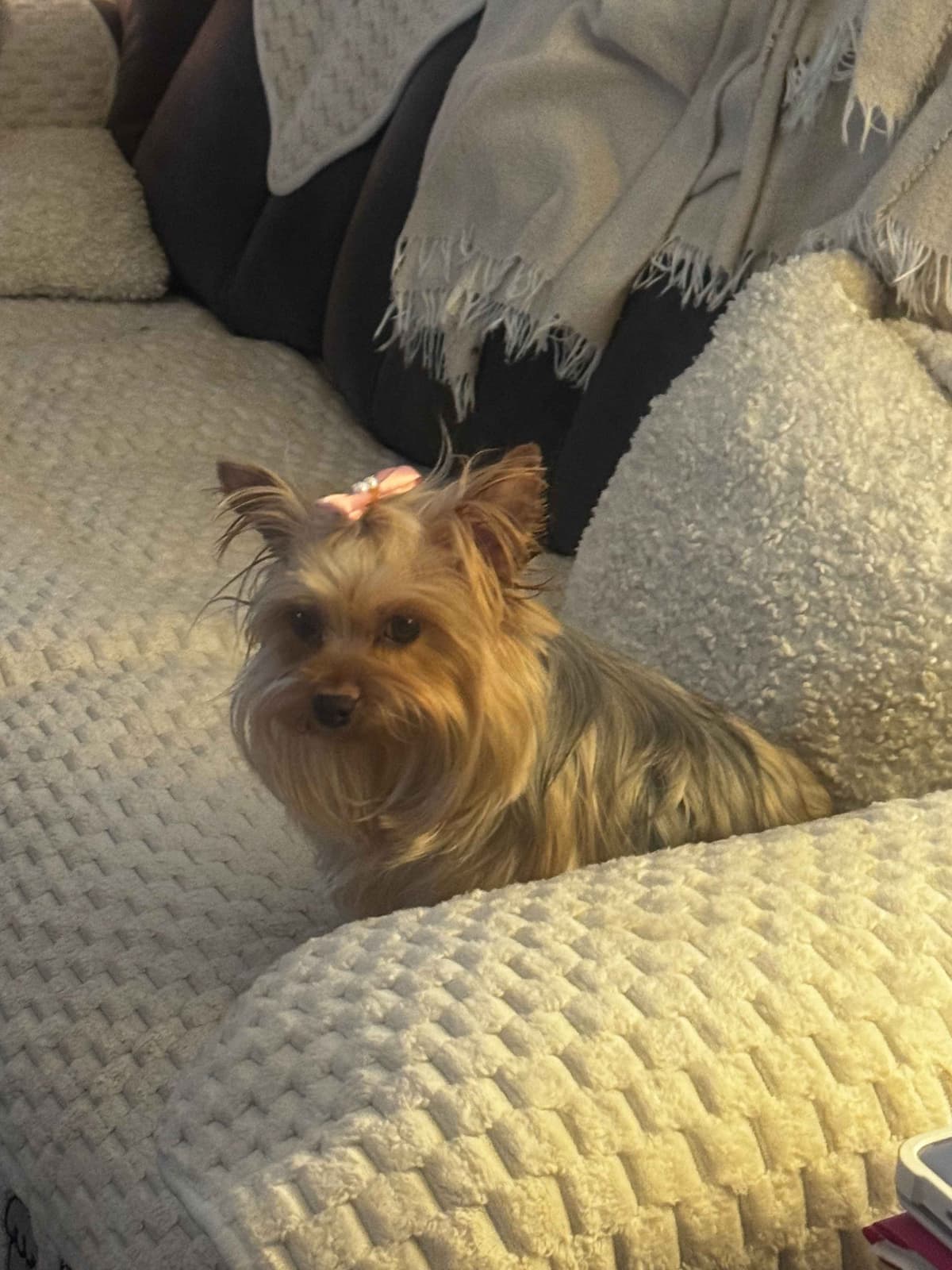 Yorkshire Terrier Puppies breeder image 8