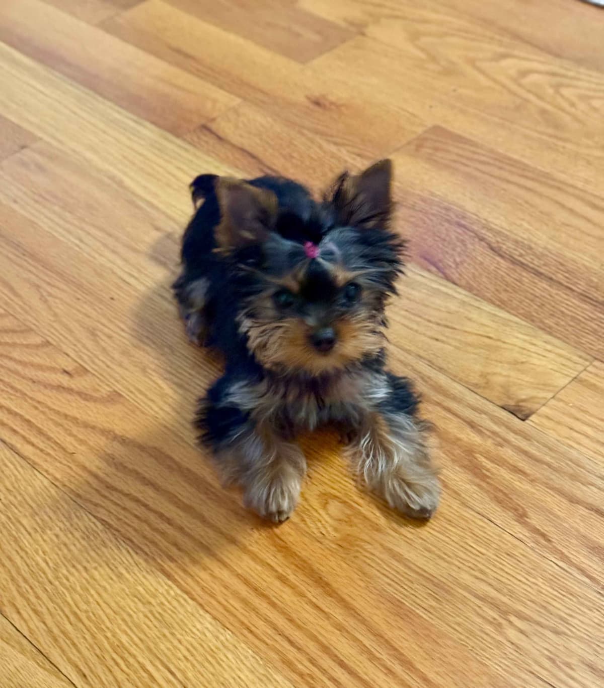 Yorkshire Terrier Puppies breeder image 9
