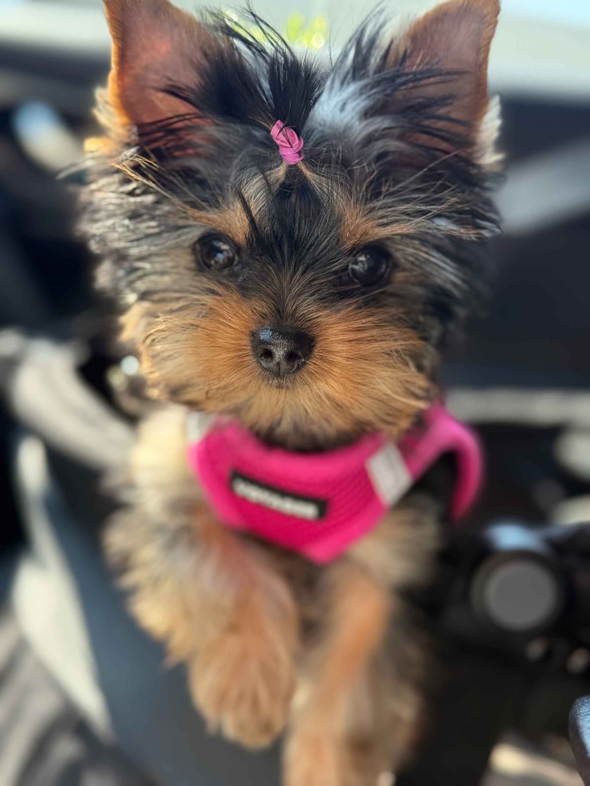 Yorkshire Terrier Puppies breeder image 10