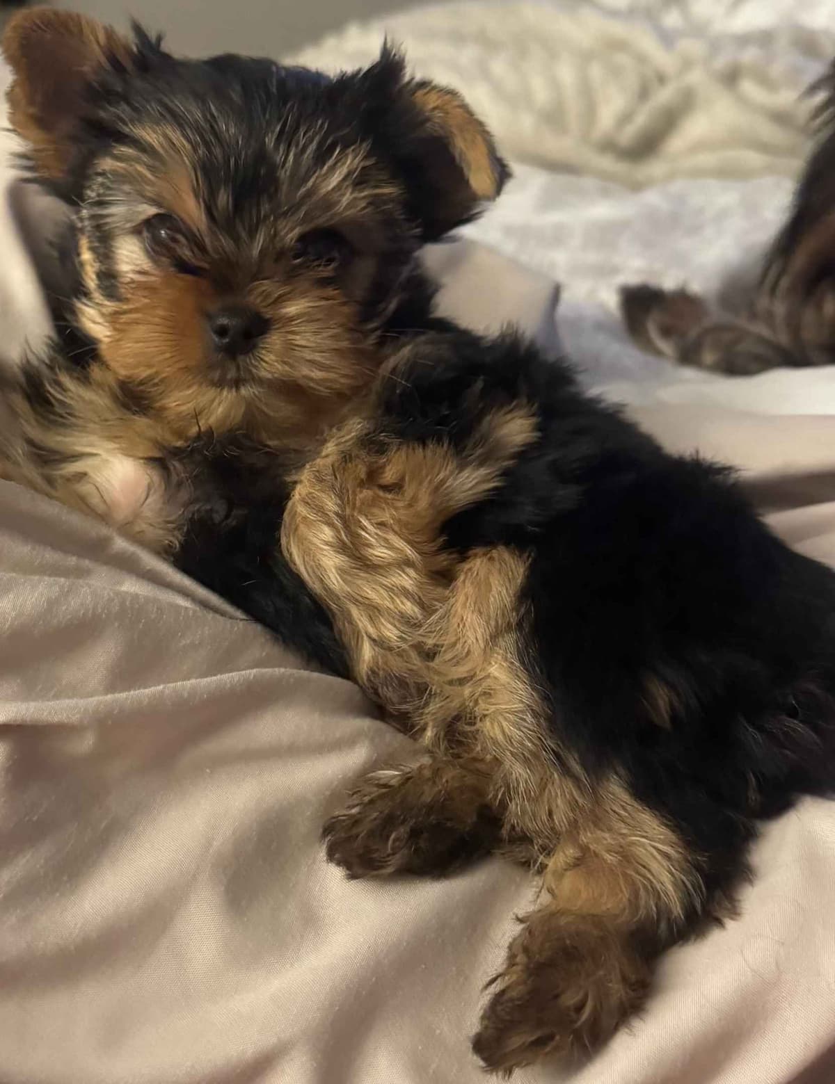 Yorkshire Terrier Puppies breeder image 11