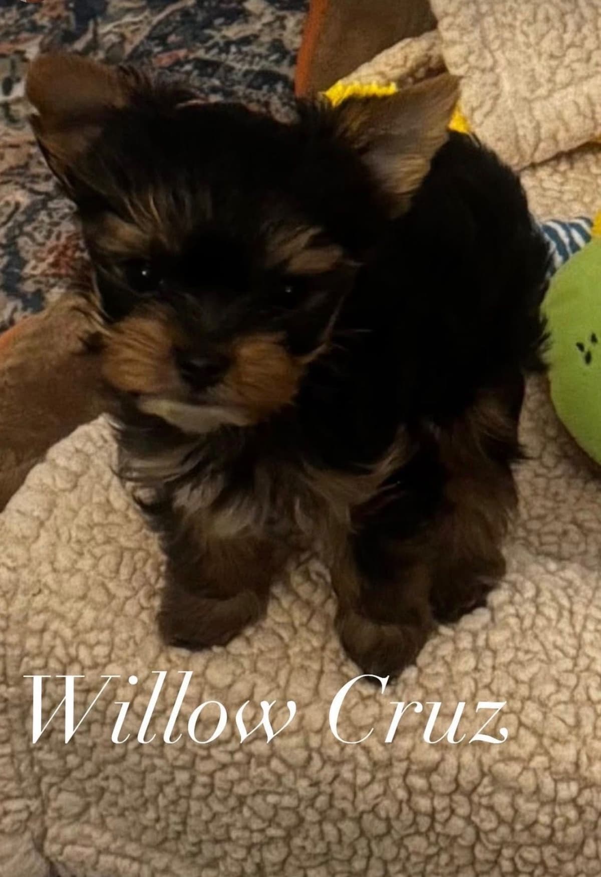 Yorkshire Terrier Puppies breeder image 12