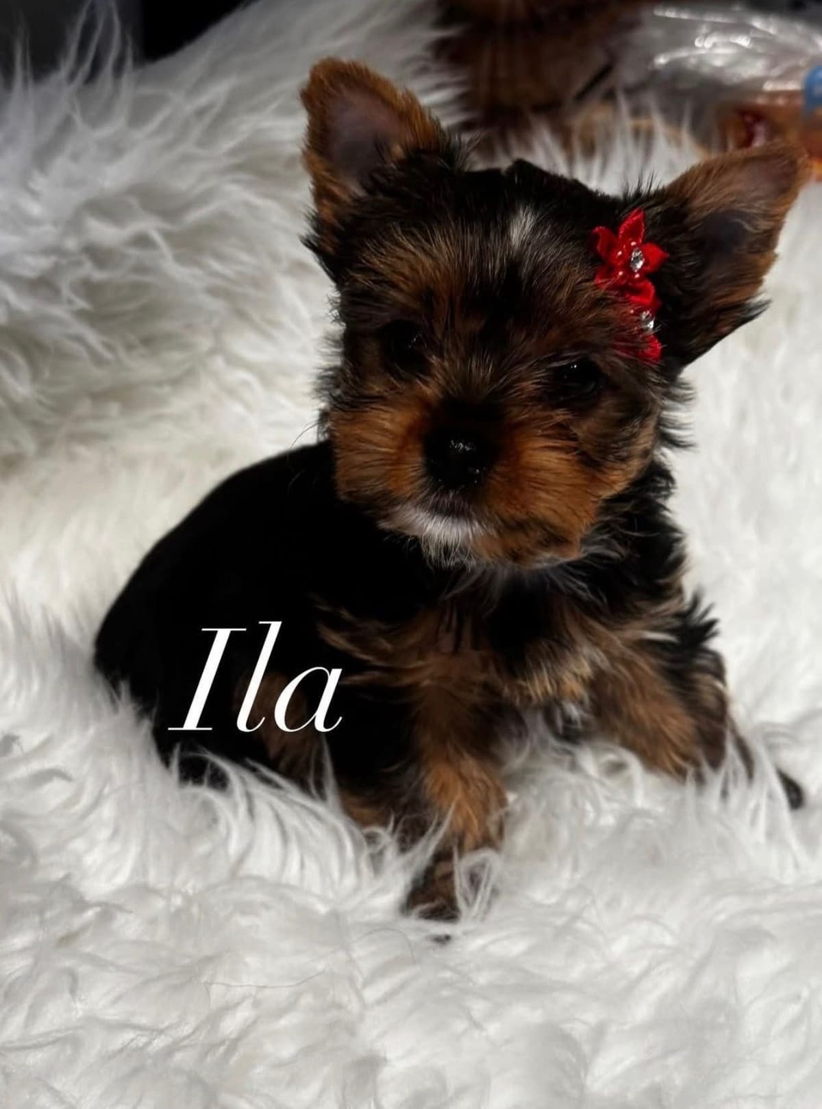 Yorkshire Terrier Puppies breeder image 13