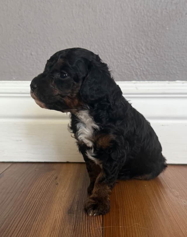 Toy Poodle Puppies media 2