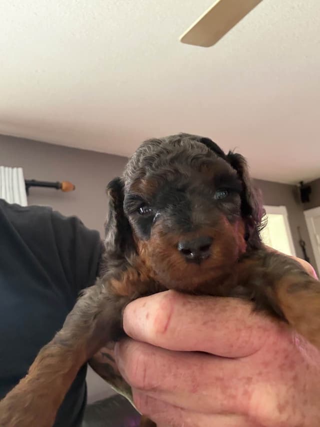 Toy Poodle Puppies media 3