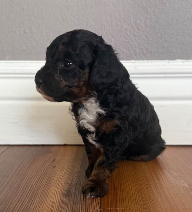 Toy Poodle Puppies media 4