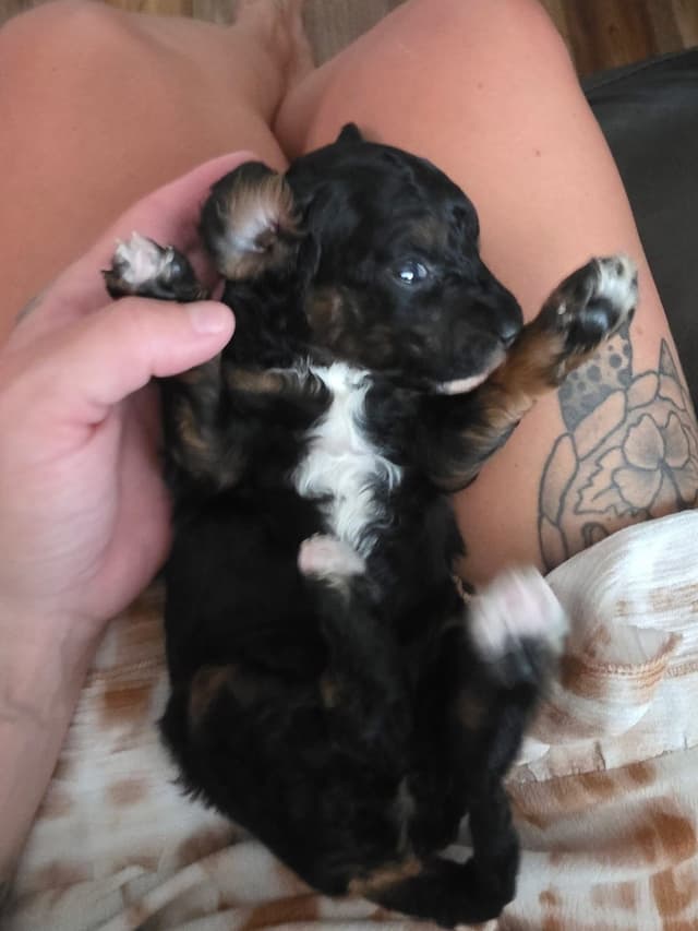 Toy Poodle Puppies media 5