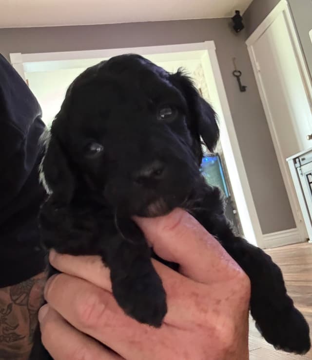 Toy Poodle Puppies media 7