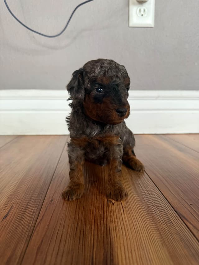 Toy Poodle Puppies media 9