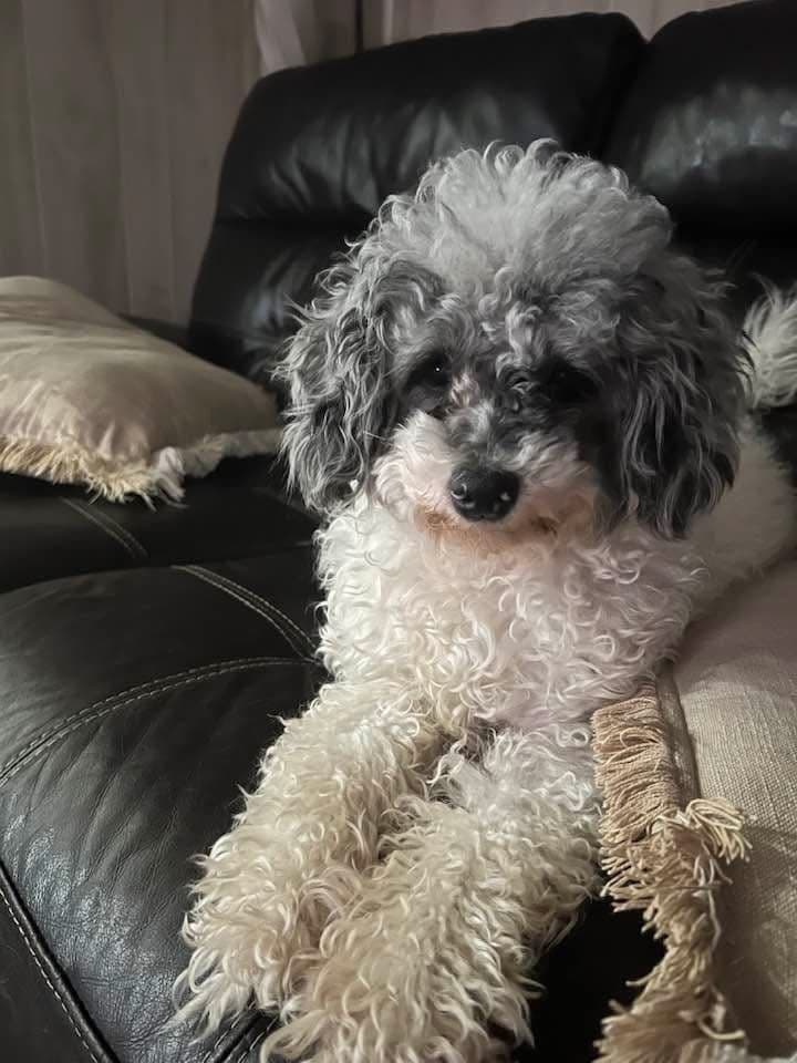 Toy Poodle Puppies breeder image 1