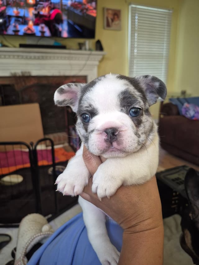 French Bulldog Puppies media 2