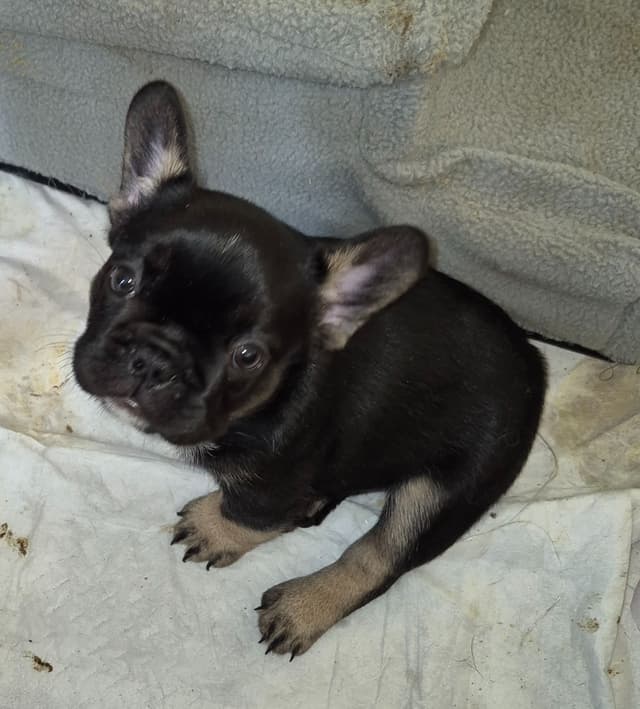 French Bulldog Puppies media 4