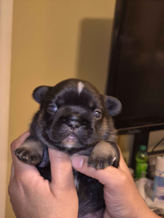French Bulldog Puppies media 5