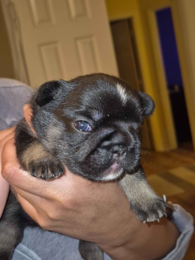 French Bulldog Puppies media 6