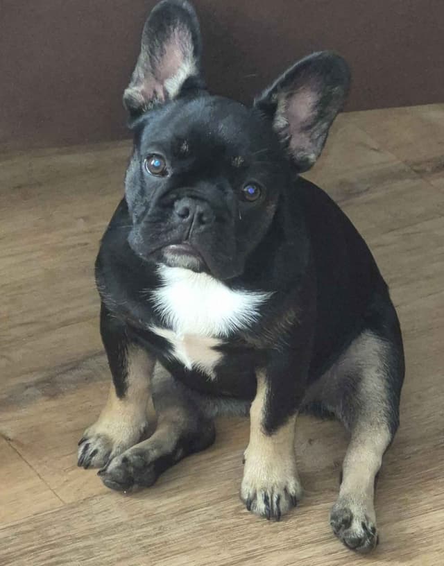 French Bulldog Puppies media 7