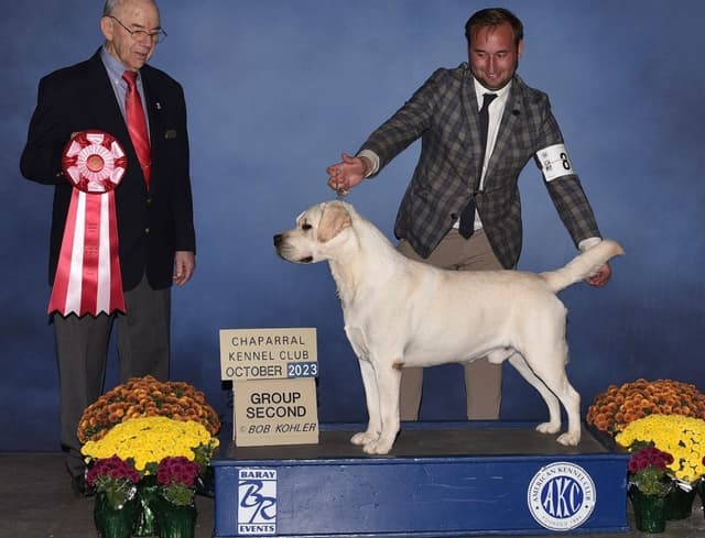 1 Male & 1 Female Yellow Labrador Retriever Puppies, Champion Lineage media 13