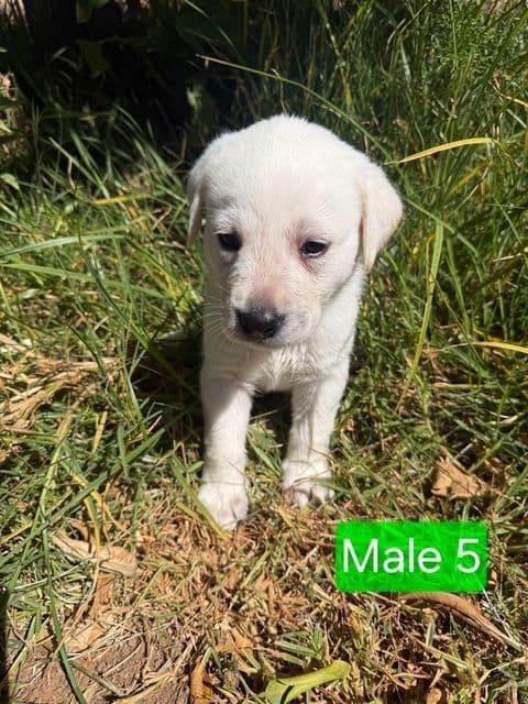 1 Male & 1 Female Yellow Labrador Retriever Puppies, Champion Lineage media 6