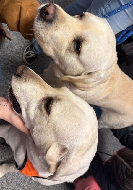 1 Male & 1 Female Yellow Labrador Retriever Puppies, Champion Lineage media 10