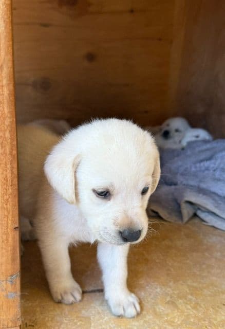 1 Male & 1 Female Yellow Labrador Retriever Puppies, Champion Lineage media 9