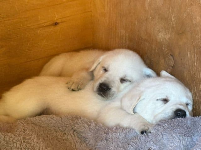 1 Male & 1 Female Yellow Labrador Retriever Puppies, Champion Lineage media 3