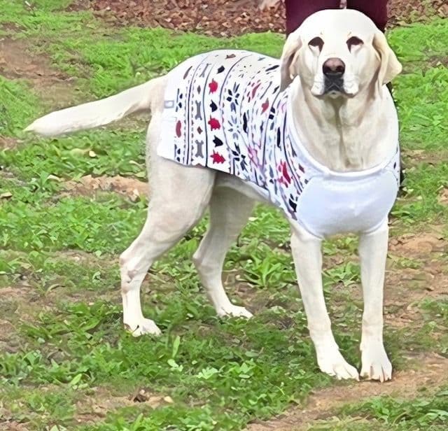 1 Male & 1 Female Yellow Labrador Retriever Puppies, Champion Lineage media 11