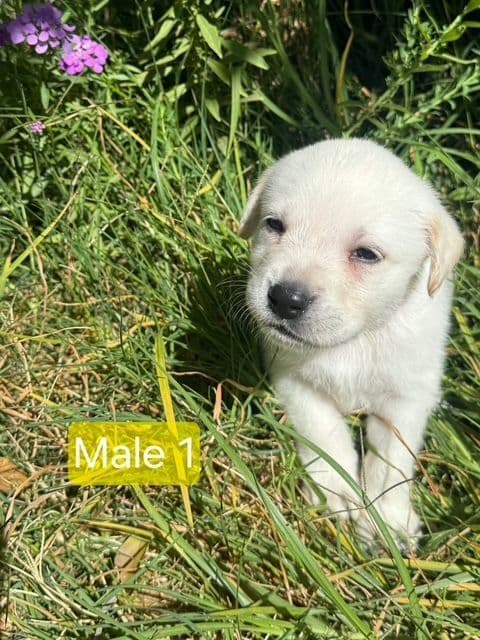 1 Male & 1 Female Yellow Labrador Retriever Puppies, Champion Lineage breeder image 2